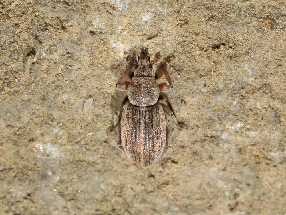 Polydrusus marginatus - Curculionidae